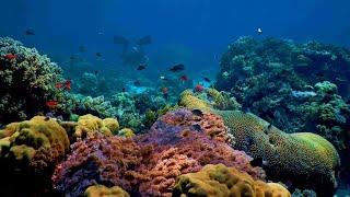 Reefs risks resilience  The Royal Society