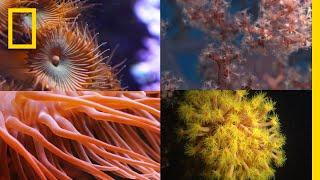 Coral Reefs 101  National Geographic