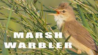Bird sounds - Marsh Warbler chirping