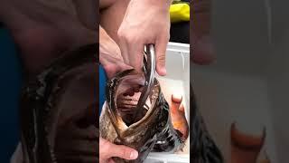 Big Fish Eat Small Fish - Best Viral Videos 2021