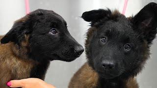 This Dog Is The Definition Of Puppy Dog Eyes   Adorable Belgian Tervuren Puppy