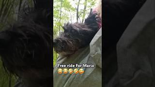 Free Ride for blind dog Mario