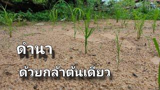 จะเกิดอะไรขึ้นถ้าปลูกข้าวต้นเดียวแล้วดินไม่มีน้ำแต่ดินมีความชื้น