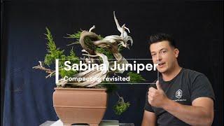 Full VERSION Compacting a sabina juniper one year later  The Bonsai Academy