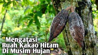 Cara Mengatasi Buah Kakao Hitam Di Musim Hujan  Simpel Tapi Sangat Efektif 