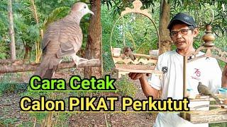 cara cetak calon pikat perkutut