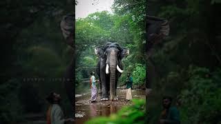 Pambadi rajan mass video...thanks to kerala elephant fans clum Facebook page