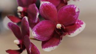Phalaenopsis Taisuco Micky первое цветение