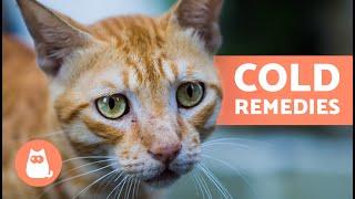 CAT COLD TREATMENT at HOME  Remedies for Colds in Cats