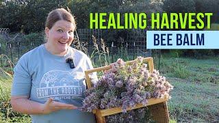 Bee Balm is a Medicinal Must-Have