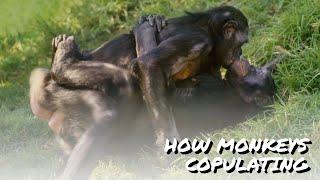 Two loving monkeys mating  how monkey copulate  breeding season  mate