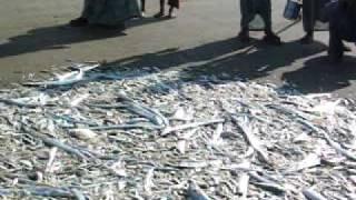 Gathering Fish.AVI