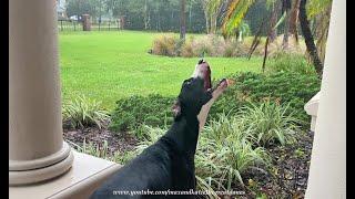 Water Loving Great Dane Catches Raindrops During Tropical Storm Nicole In Florida