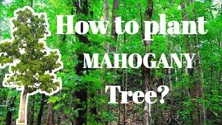 HOW TO PLANT MAHOGANY TREE?