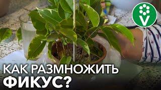 КАК ЛЕГКО И БЫСТРО РАЗМНОЖИТЬ ФИКУС? Простой способ черенкования фикуса в домашних условиях