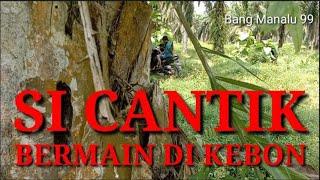 SI CANTIK SUKU MANTE BERMAIN DI KEBON SAWIT#sukumante