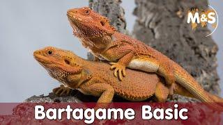 Bartagame Basic  Pogona vitticeps  Reptil TV