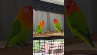 African Love Bird Collections  Love Birds 