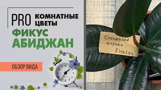 Комнатное растение Фикус Абиджан. Чем он отличается от Фикуса Робуста  ищем отличия