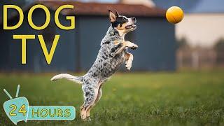 DOG TV Best Dog Video Entertainment to Eliminate Anxiety & Boredom When Home Alone - Music for Dogs