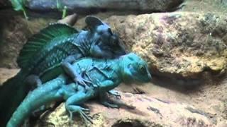 Zoo Banter 18 -- Infamous reptile porn and metal headbanging