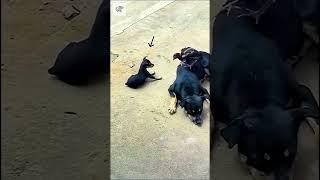 Mini Chicken and Dog Playing - Vía viral_feeds00