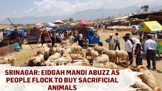 Srinagar Eidgah Mandi Abuzz as People Flock to Buy Sacrificial Animals