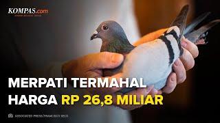 Merpati Termahal di Dunia Harganya Rp 268 Miliar