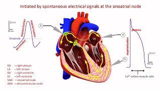 How does the heart beat? From the sinoatrial node to muscle contraction