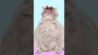 #마라탕후루챌린지#마라탕후루 웃긴 고양이 애니메이션 #MaraTanghuluChallenge  funny pets funny cat animation