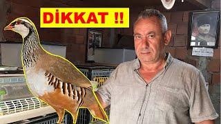 Aman Dikkat  2.300 TL Cezası Var  Keklik Beslemek Yasak Mı