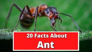 20 Facts About Ants