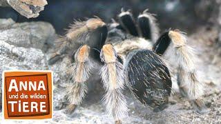 Keine Angst vor Spinnen  Reportage für Kinder  Anna und die wilden Tiere