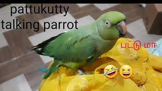 pattukutty tamil talking parrot  missing   #rowdypattukutty  plz  share  subscribe 