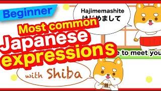 Most common Japanese expressions with a Shibainu dog called Shiro