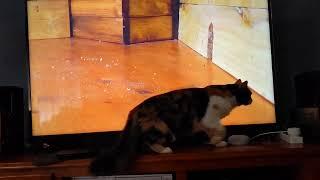 Chloe and Cat TV