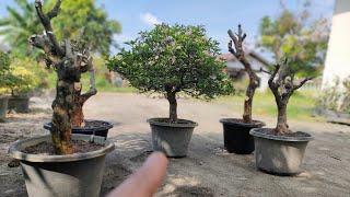 Tips kalau nanam bougenville dongkelan agar bentuknya seperti bonsai