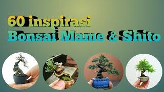 60 inspirasi bonsai shito dan mame  belajar bonsai