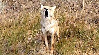 Angry Barking Coyote Dropped  Protecting Livestock  *NEW 2024