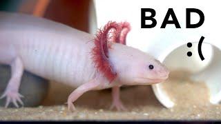 Why axolotls make TERRIBLE pets pls watch this before getting an axolotl