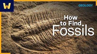 Fossil Hunting 101  Where to Look for Fossils and How to Find Them