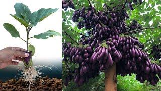 Growing Eggplant at home with New breeding techniques for many fruits