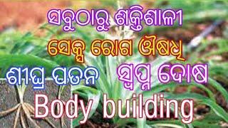 ଶ୍ଵେତ ମୁସଳୀ ଗଛ ର ଉପକାରିତା। White Musli plant benefits in odia