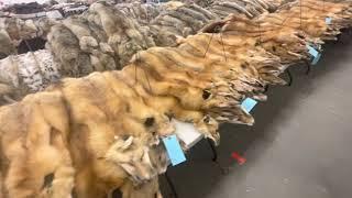 Jan 2022 fur sale walk through and 11722 trap check 164lbs of beavers