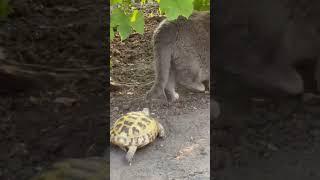 Angry turtle chases and attacks lazy cat