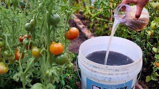 After applying this homemade fertilizer my Tomatoes Cucumber & Pepper boost their yield by double