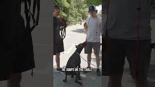 This Doberman Pinscher WON’T Stop Pulling Can We Fix It?