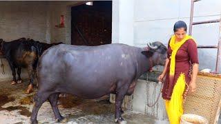 My daily Buffalo caring in my village... Indian rural life of Punjab