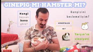 Ginepig mi  Hamster mı? Arasındaki Farklar Nelerdir?