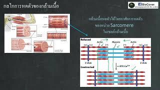 สรุปชีวะ #คลิปเดียวรู้เรื่อง การหดตัวของกล้ามเนื้อ